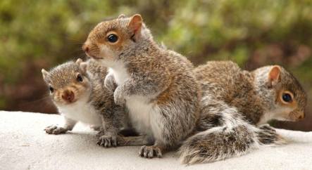 160629 squirrels